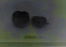 Click for 1 image(s) for this accession. FRUIT